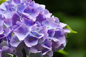 Hortensia
